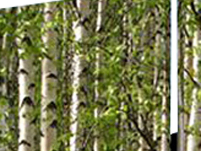 84" X 84" Multi Color Wood Canvas Prolific Forrest  Screen