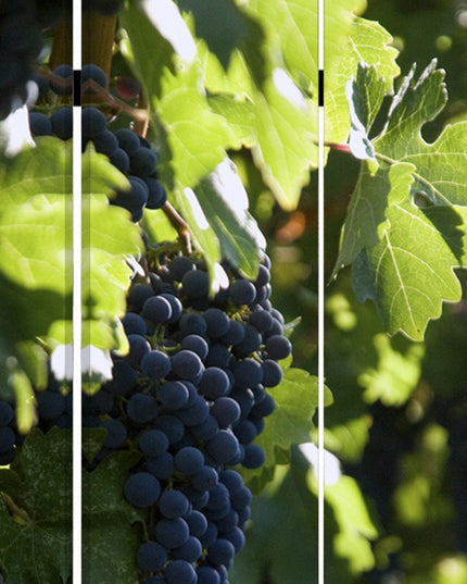 48" X 72" Multi Color Wood Canvas Wine Country  Screen