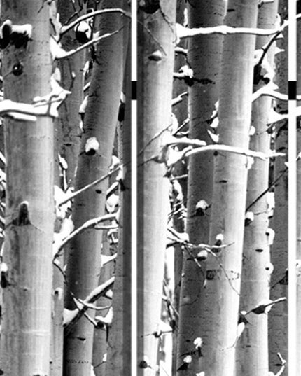 48" X 72" Gray And White Wood Canvas Birch  Screen