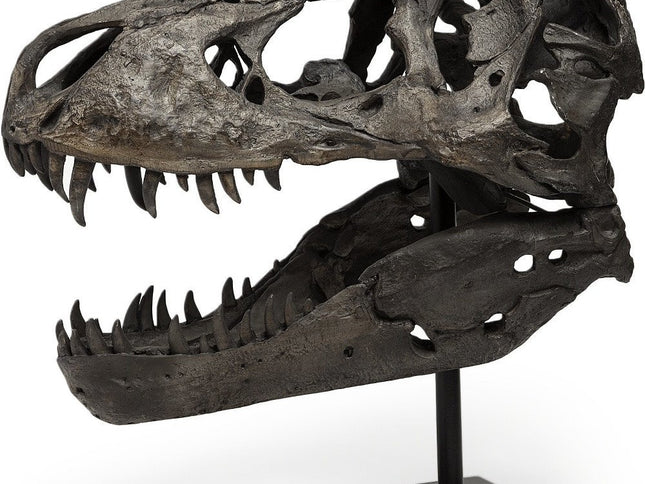 Authentic Replica T Rex Skull Sculpture