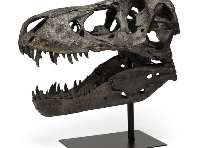 Authentic Replica T Rex Skull Sculpture