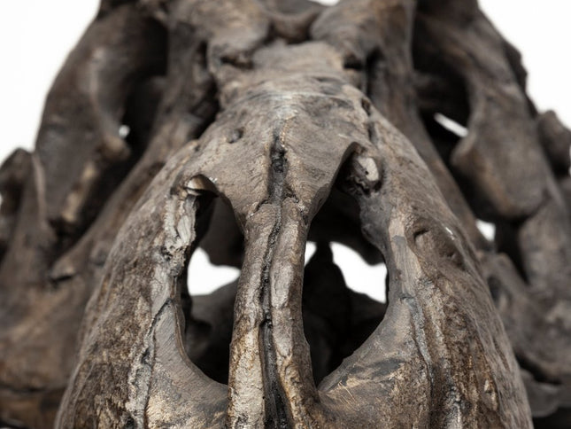 Authentic Replica T Rex Skull Sculpture