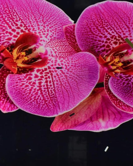 24" Pink Black And Gold Solid Wood and Acrylic Silent Orchids Floral Wall Clock