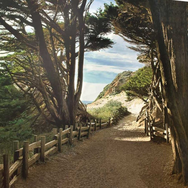 29" Forest Walk by the Beach Print on Gallery Wrap Canvas Wall Art