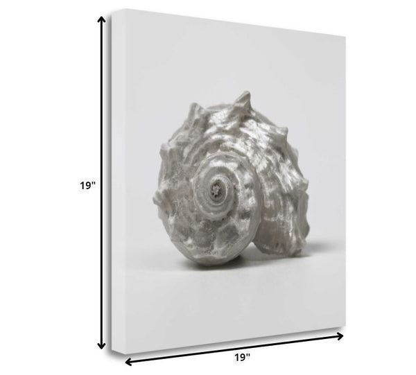 19" Contemporary Silver Seashell Print on Gallery Wrap Canvas Wall Art