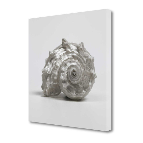 19" Contemporary Silver Seashell Print on Gallery Wrap Canvas Wall Art