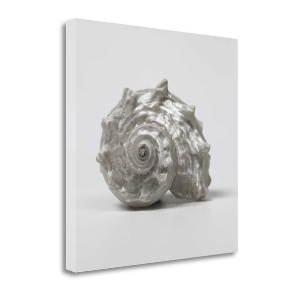 19" Contemporary Silver Seashell Print on Gallery Wrap Canvas Wall Art