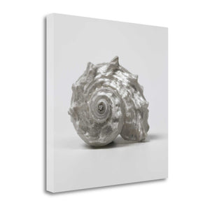 22" Contemporary Silver Seashell Print on Gallery Wrap Canvas Wall Art