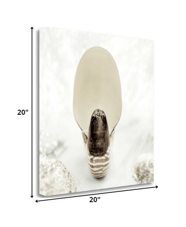 16" Seashell Bulb 1 Giclee Wrap Canvas Wall Art