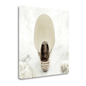 16" Seashell Bulb 1 Giclee Wrap Canvas Wall Art