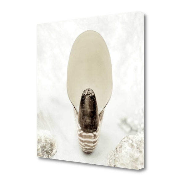 16" Seashell Bulb 1 Giclee Wrap Canvas Wall Art