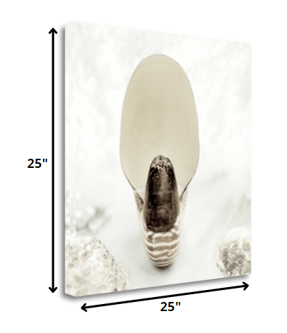 16" Seashell Bulb 2 Giclee Wrap Canvas Wall Art