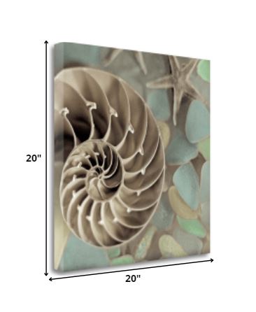 14" Snailshell and Seaglass 1 Giclee Wrap Canvas Wall Art