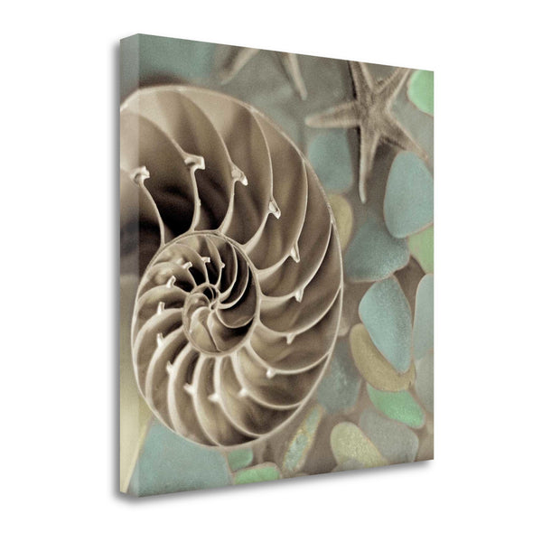 14" Snailshell and Seaglass 1 Giclee Wrap Canvas Wall Art