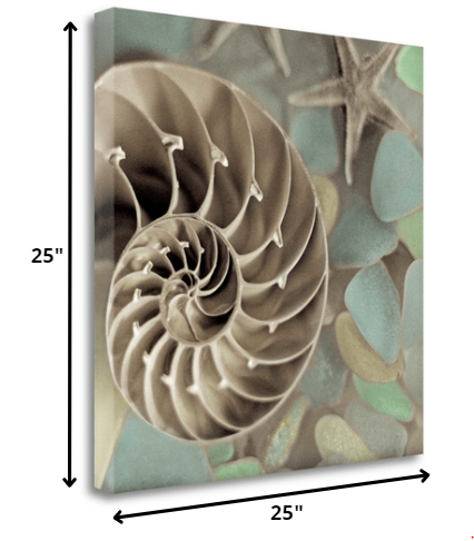 14" Snailshell and Seaglass 2 Giclee Wrap Canvas Wall Art