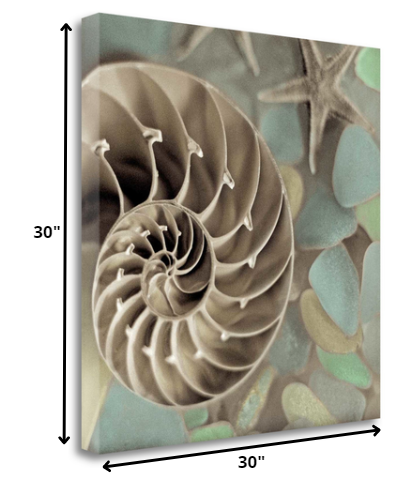 14" Snailshell and Seaglass 3 Giclee Wrap Canvas Wall Art