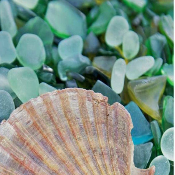 25" Seashell and Seaglass Giclee Wrap Canvas Wall Art