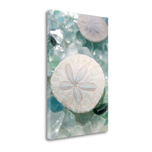 29" Seashell and Seaglass Giclee Wrap Canvas Wall Art