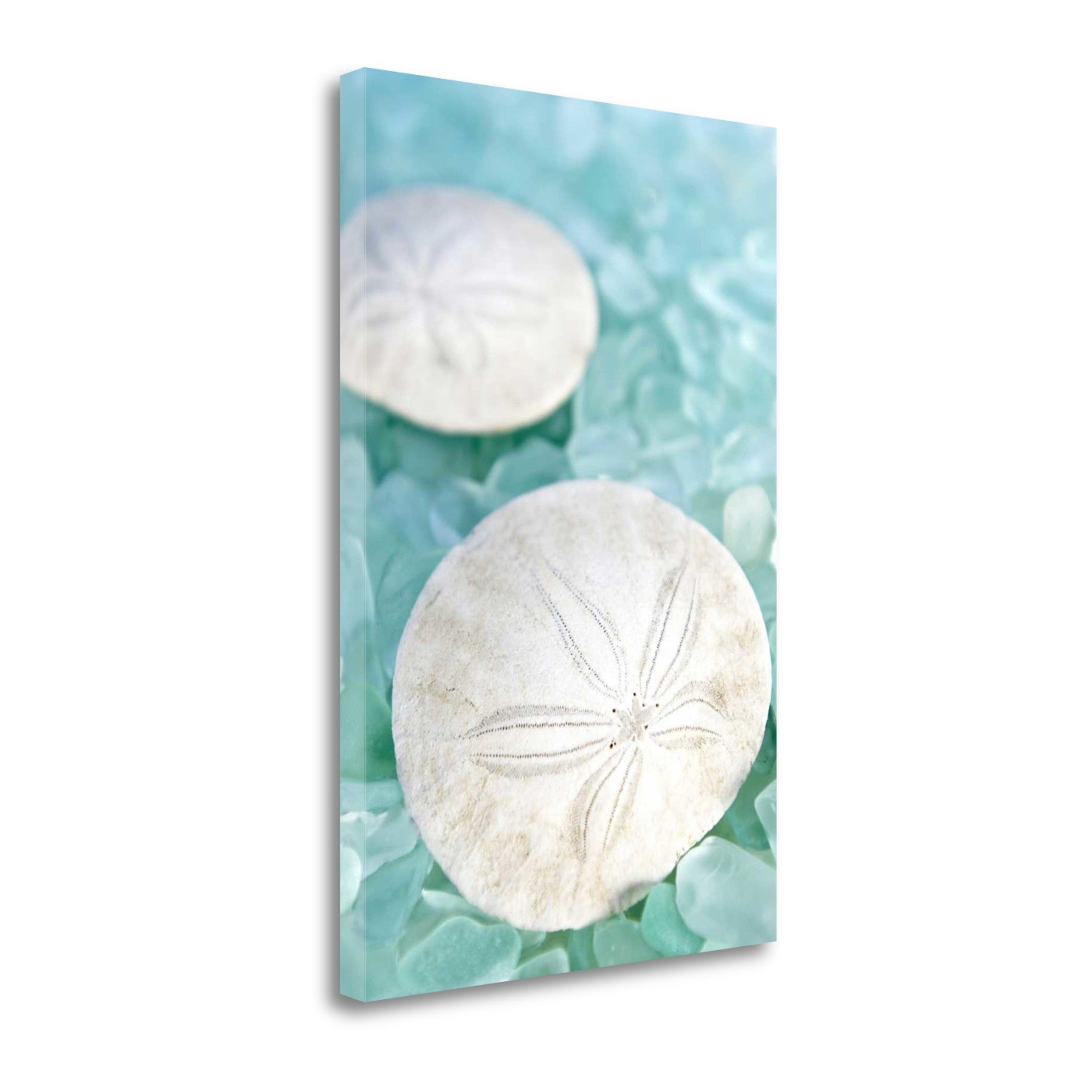 9" Two White Sandollars and Seaglass Giclee Wrap Canvas Wall Art