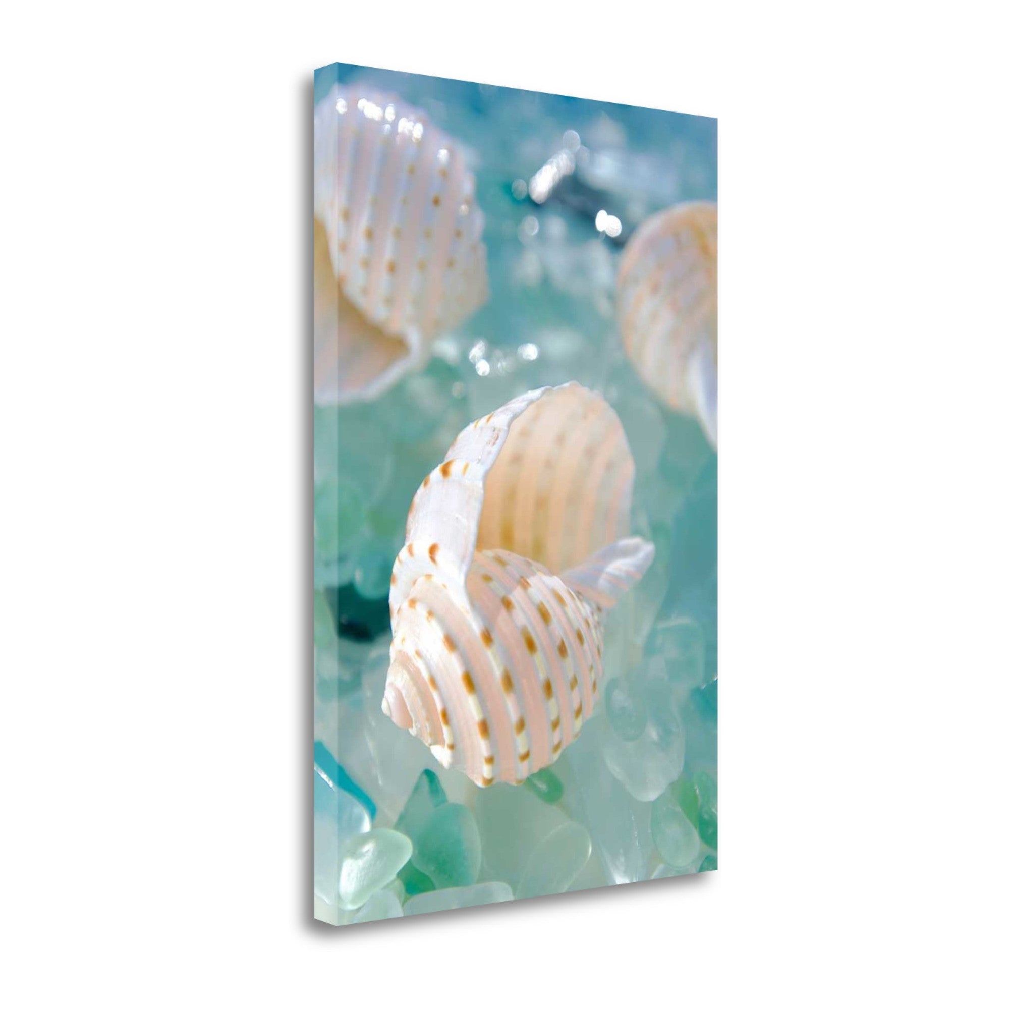 24" Seashell and Seaglass Giclee Wrap Canvas Wall Art