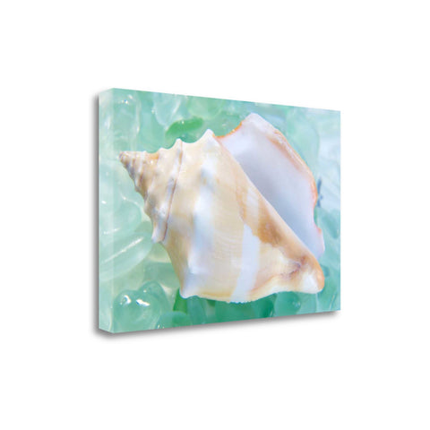 28" Seashell and Seaglass Giclee Wrap Canvas Wall Art