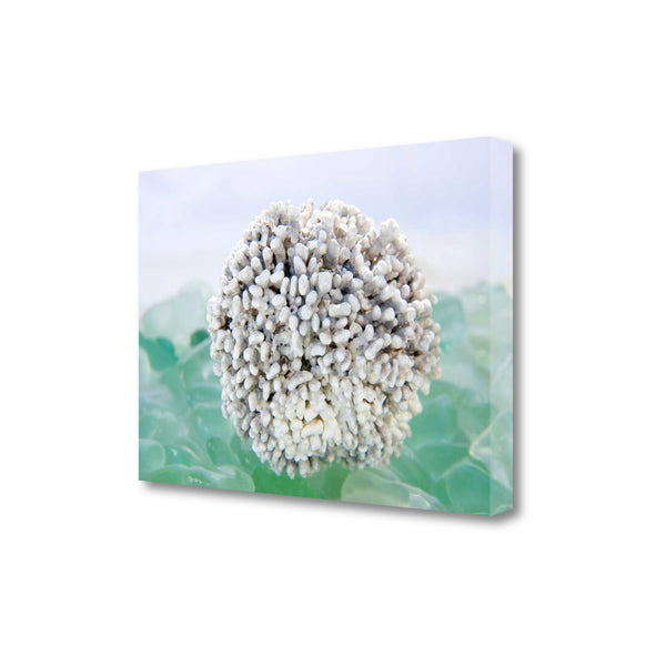 32" White Sea Urchin and Green Seaglass Giclee Wrap Canvas Wall Art