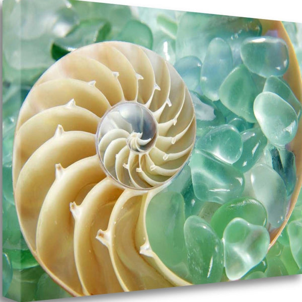 26" Seashell and Green Seaglass Giclee Wrap Canvas Wall Art