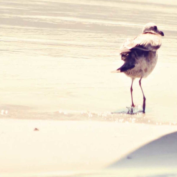 24" Coastal Seagull on the Beach Print on Gallery Wrap Canvas Wall Art