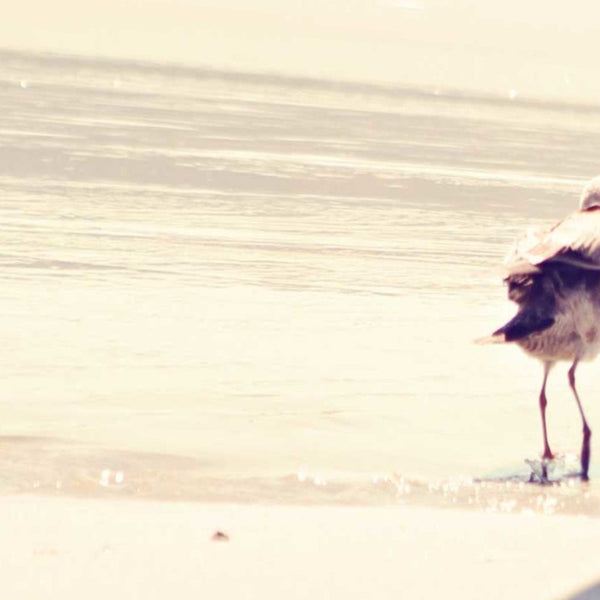 27" Coastal Seagull on the Beach Print on Gallery Wrap Canvas Wall Art