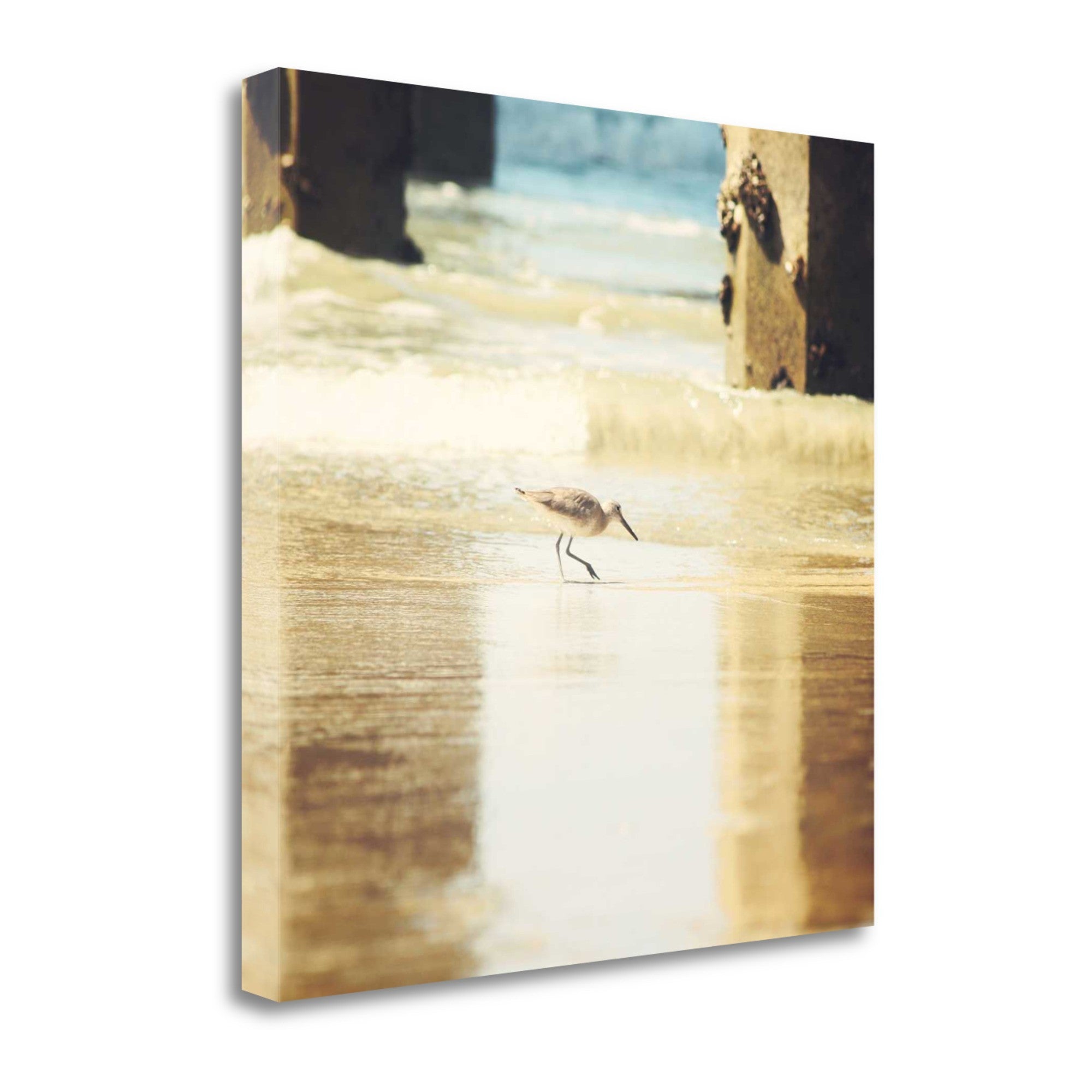 20" Willet Walking Towards the Beach Giclee Wrap Canvas Wall Art