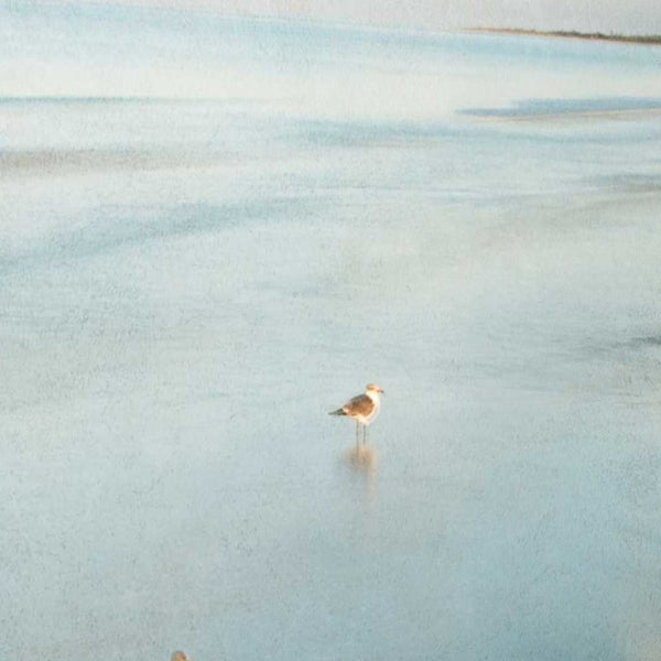 23" Coastal Two Seagulls on the Beach Giclee Wrap Canvas Wall Art