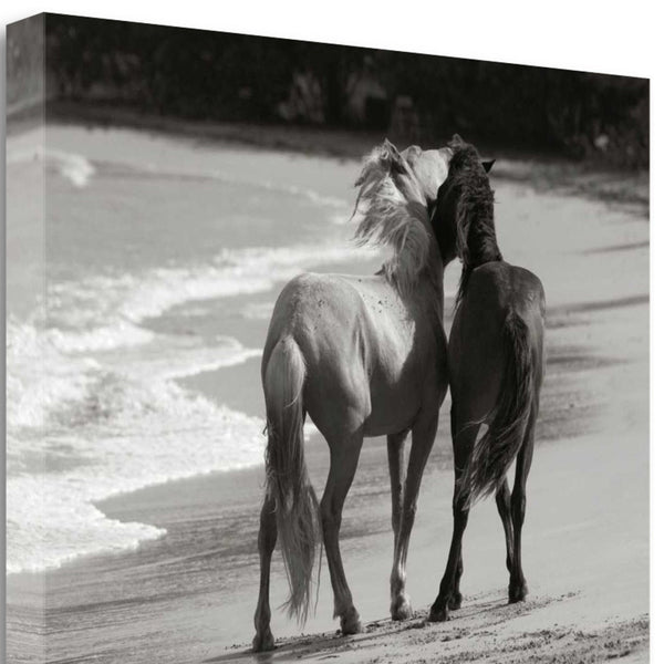 21" Black and White Two Cuddling Mustangs Giclee Wrap Canvas Wall Art