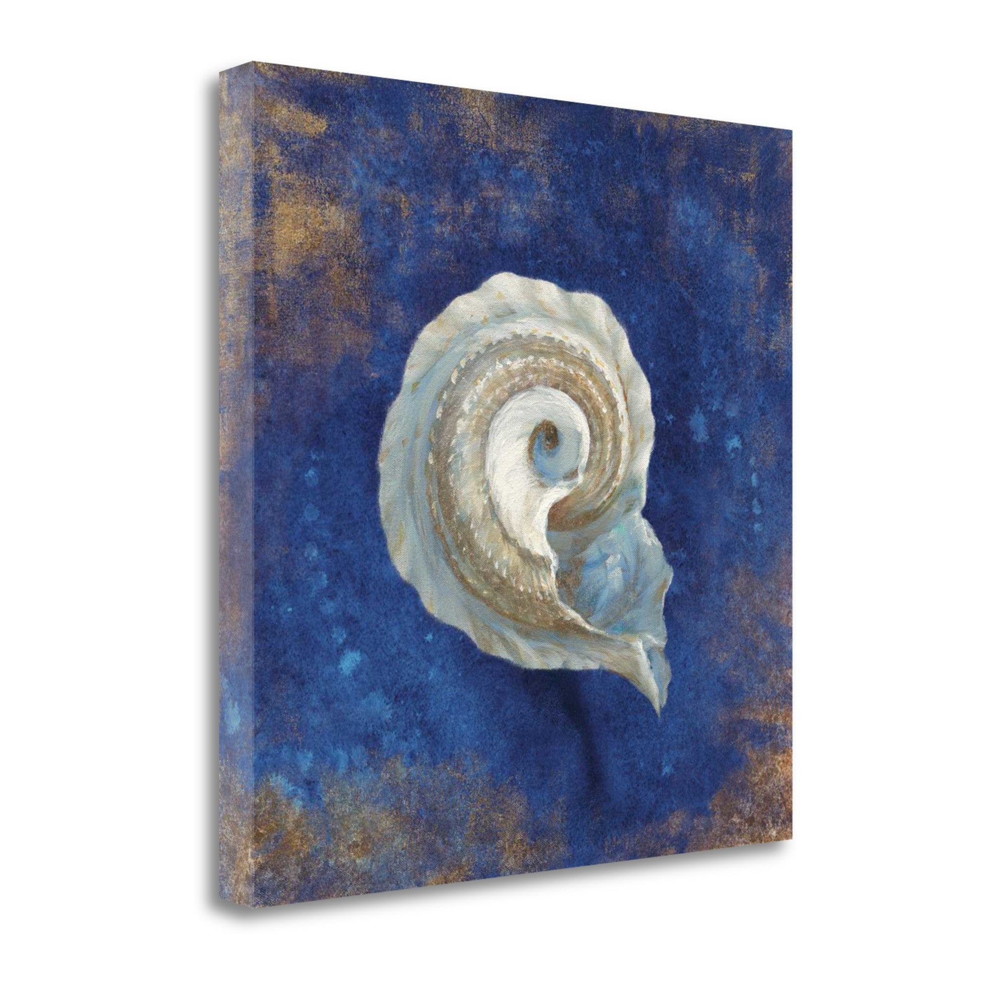 20" Rustic Deep Blue and Gold Conch Giclee Wrap Canvas Wall Art